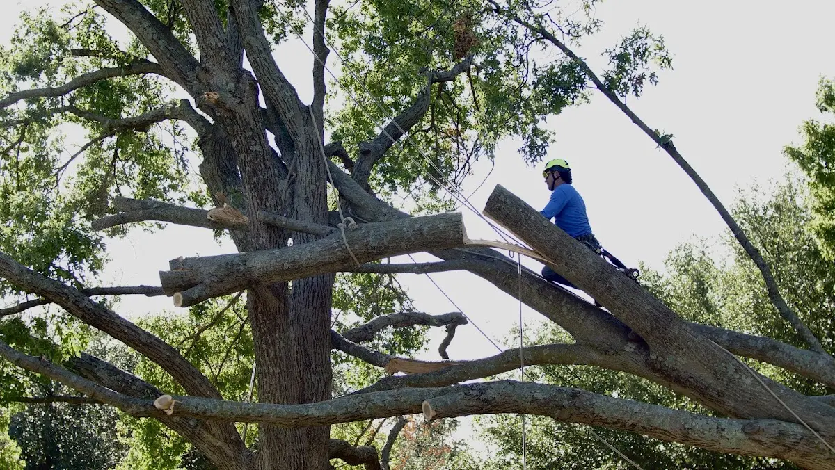 Professional Hazardous Tree Removal performed by certified arborists in Boley
