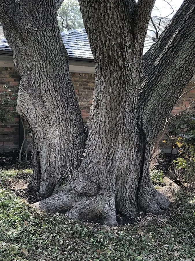 Mature heritage tree close to a Boley property cared for by certified arborists