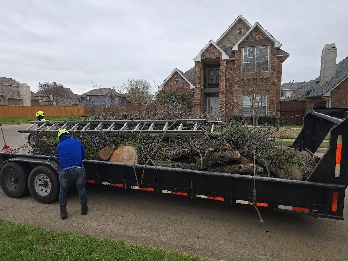 Expert Tree Removal with proper safety equipment in Boley